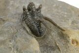 Rare Cyphaspis Eximia With Four Horns #310627-3